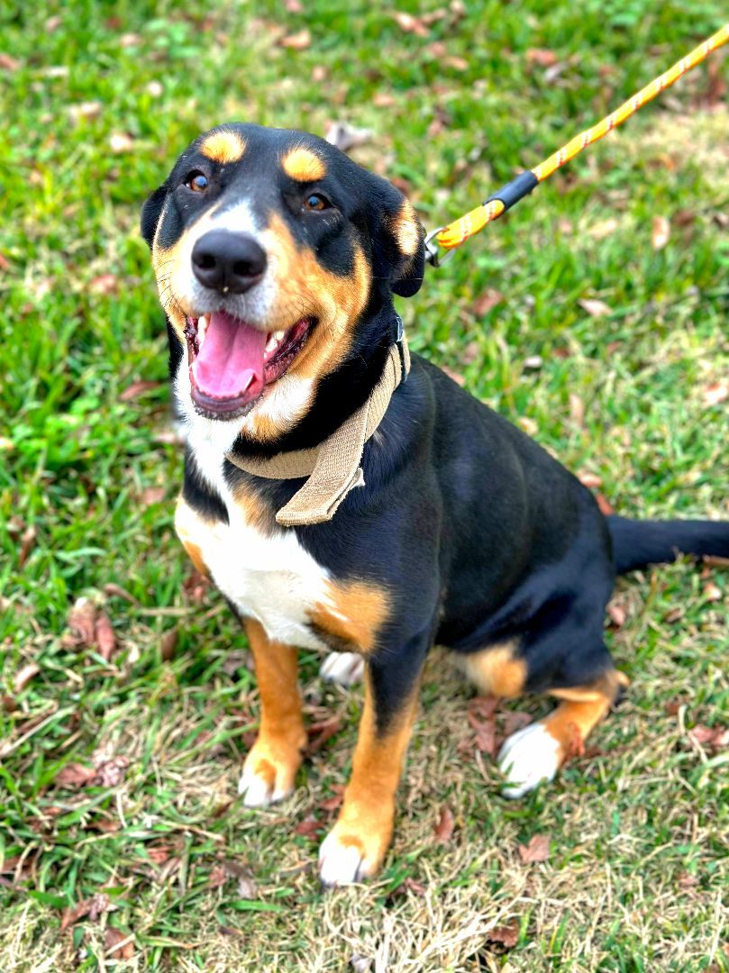 Lassie, Adopted, Adult Female Mountain Dog.