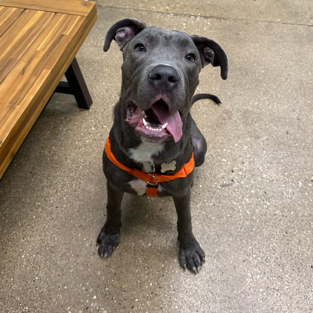 Enlarge Jones, a Adoptable Mixed Breed in Skokie, IL image 1/6