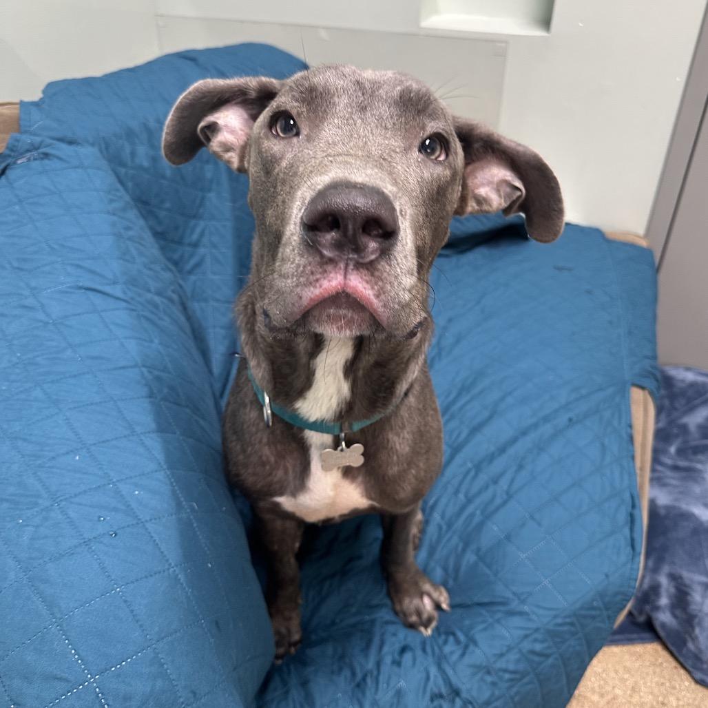 Enlarge Jones, a Adoptable Mixed Breed in Skokie, IL image 2/6
