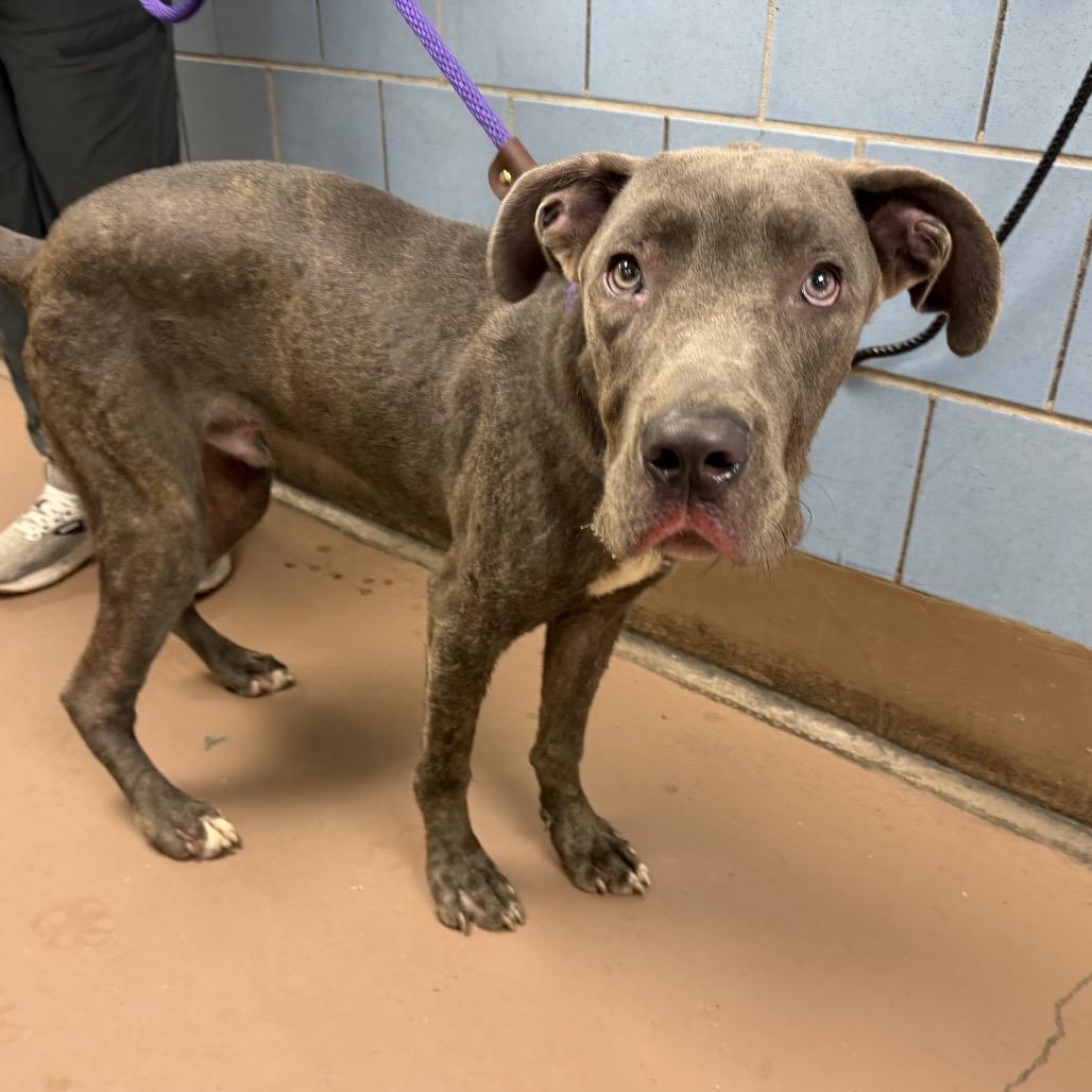 Enlarge Jones, a Adoptable Mixed Breed in Skokie, IL image 3/6