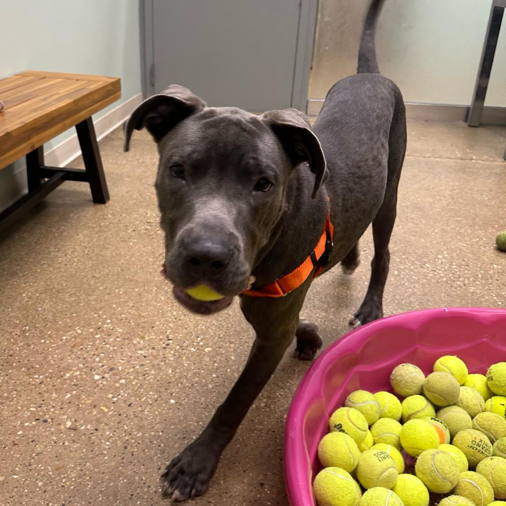 Enlarge Jones, a Adoptable Mixed Breed in Skokie, IL image 4/6
