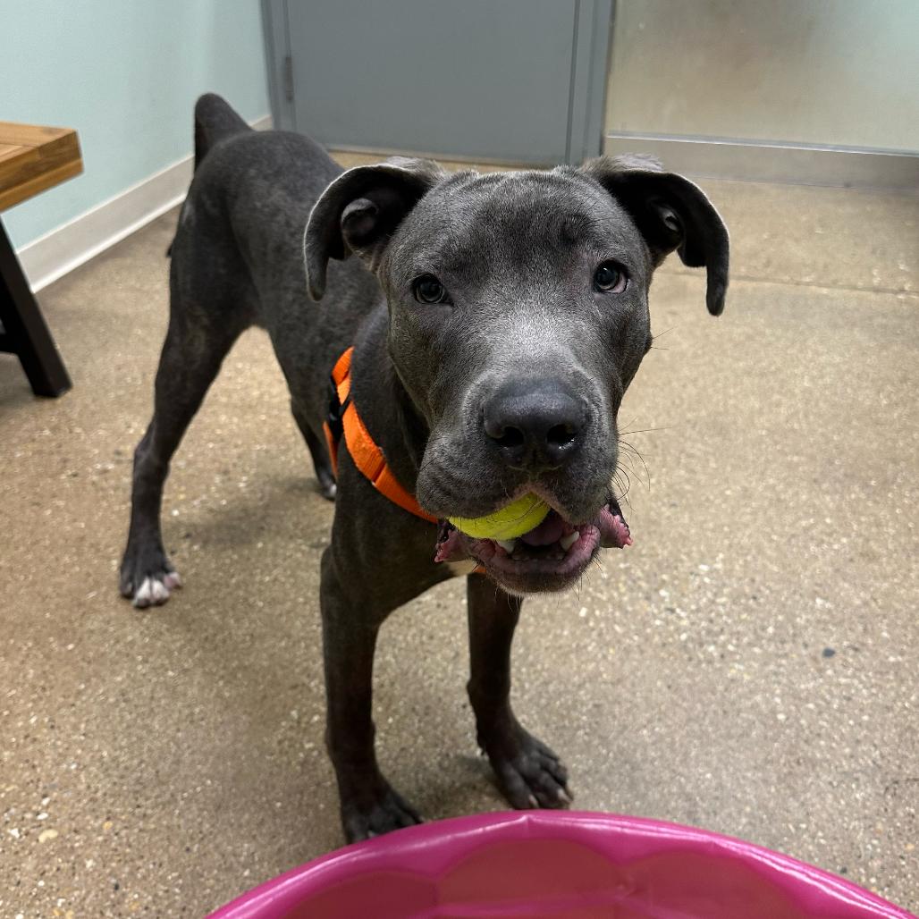 Enlarge Jones, a Adoptable Mixed Breed in Skokie, IL image 5/6