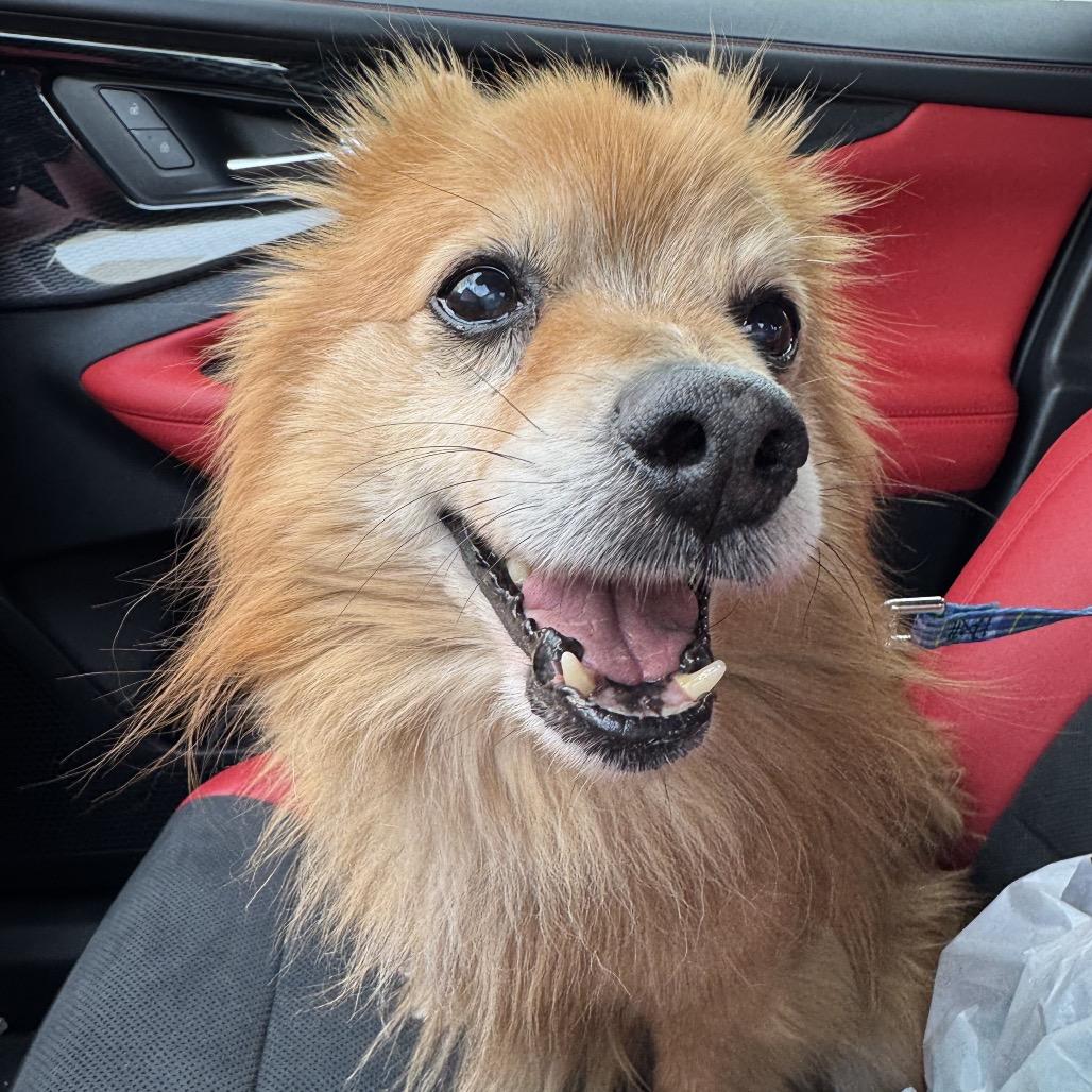 Milford, Adoptable, Senior Male Pomeranian & Mixed Breed.