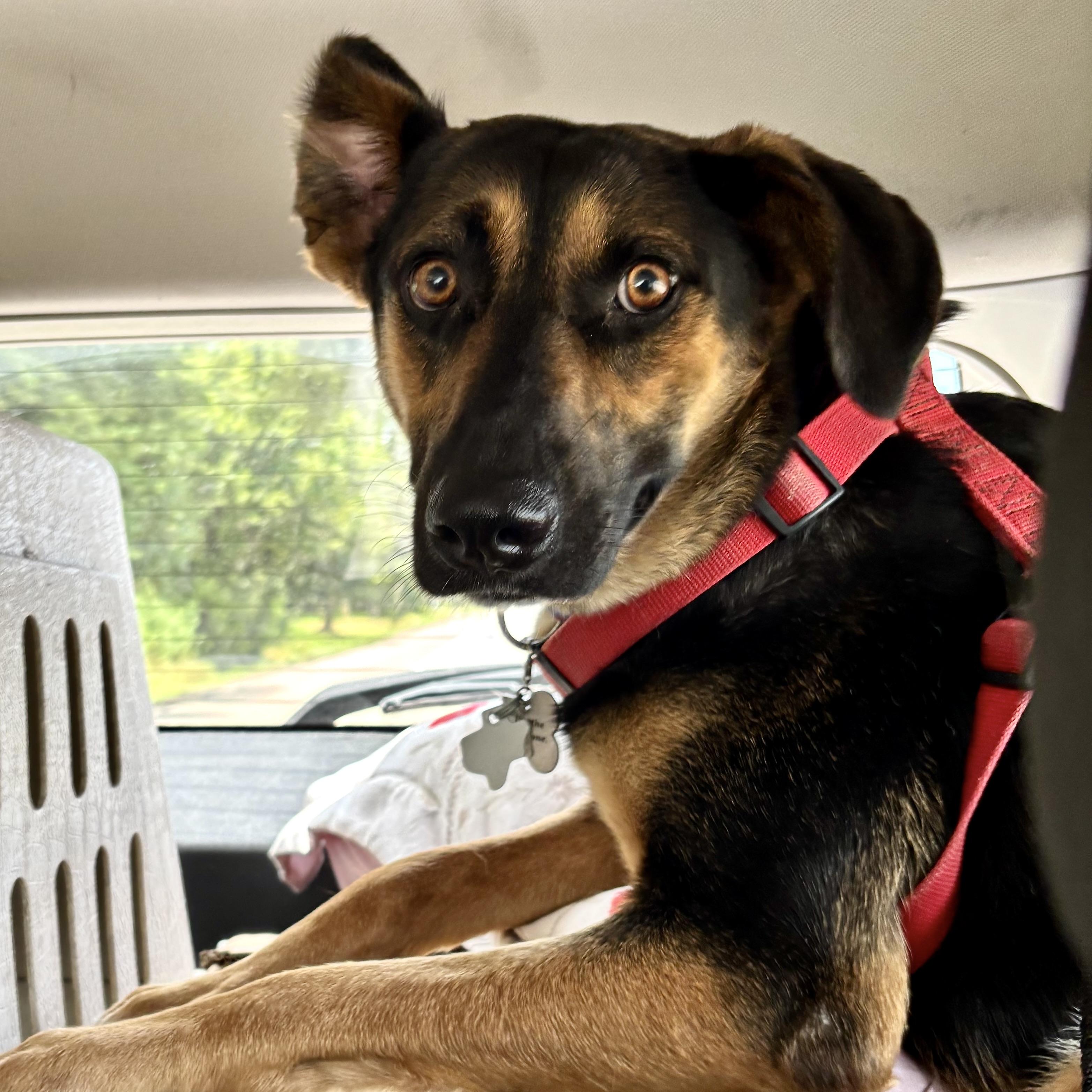 Enlarge Ladybug, a Adoptable mixed breed in Niagara Falls, NY image 1/6