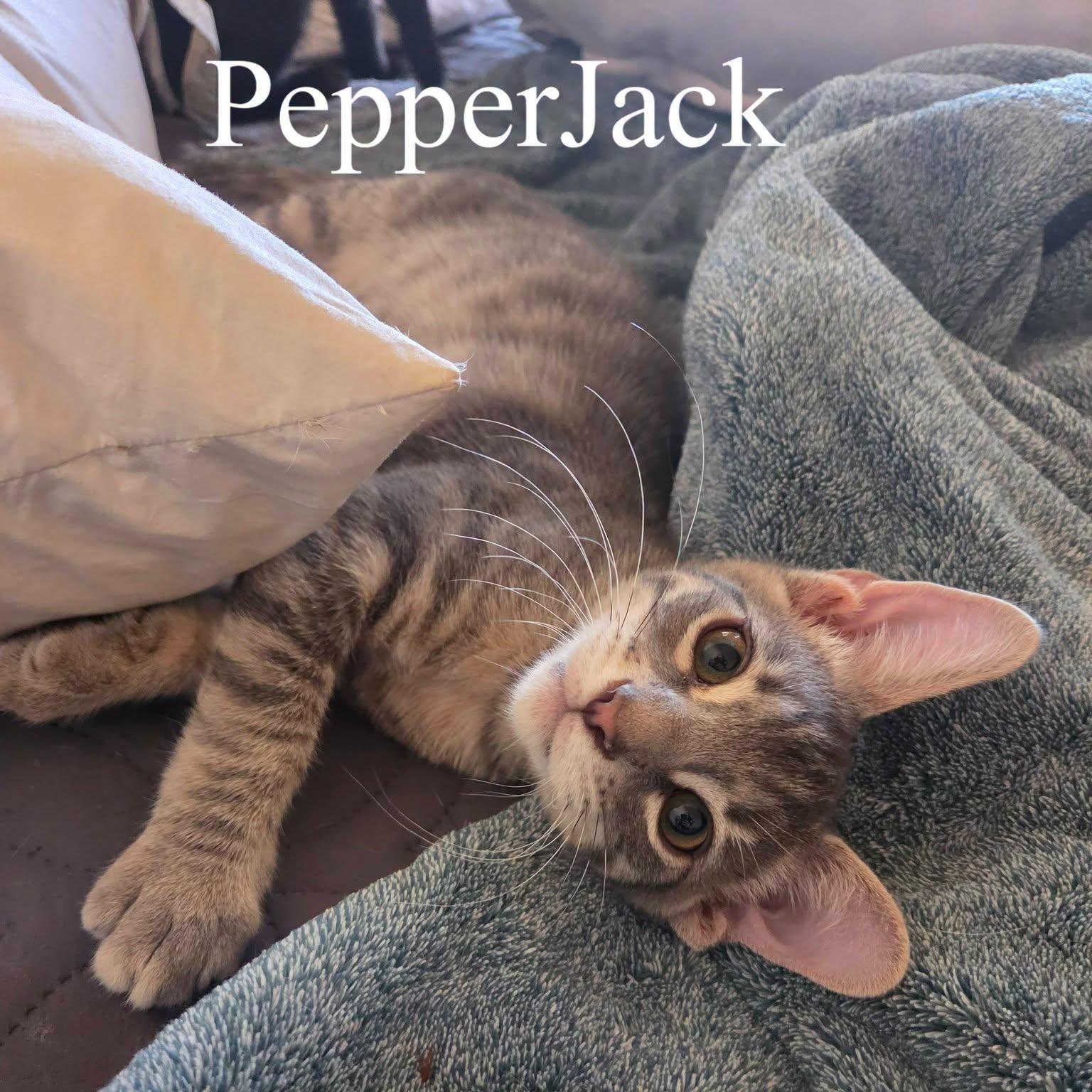 Pepper Jack, Adoptable, Kitten Male Domestic Short Hair.
