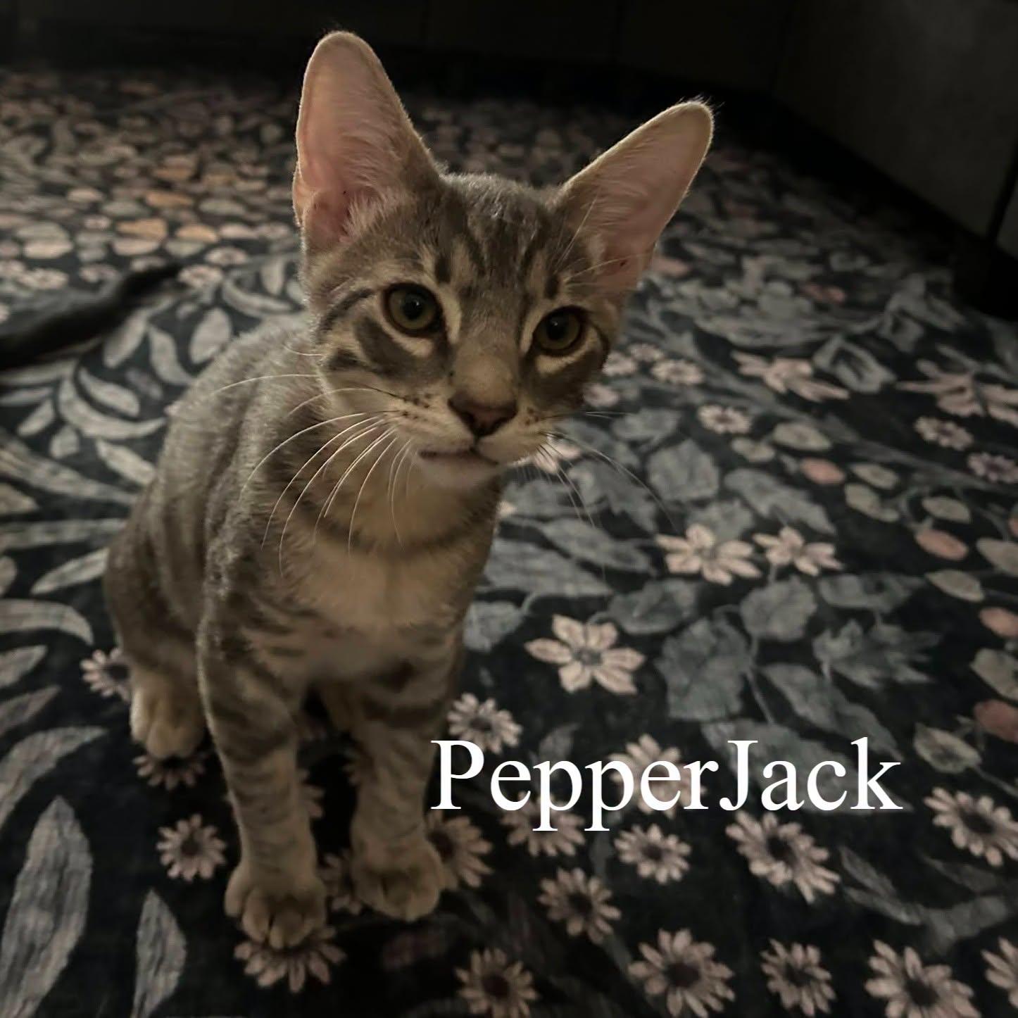 Pepper Jack, a Adoptable Domestic Short Hair in Queen Creek, AZ image 2/2