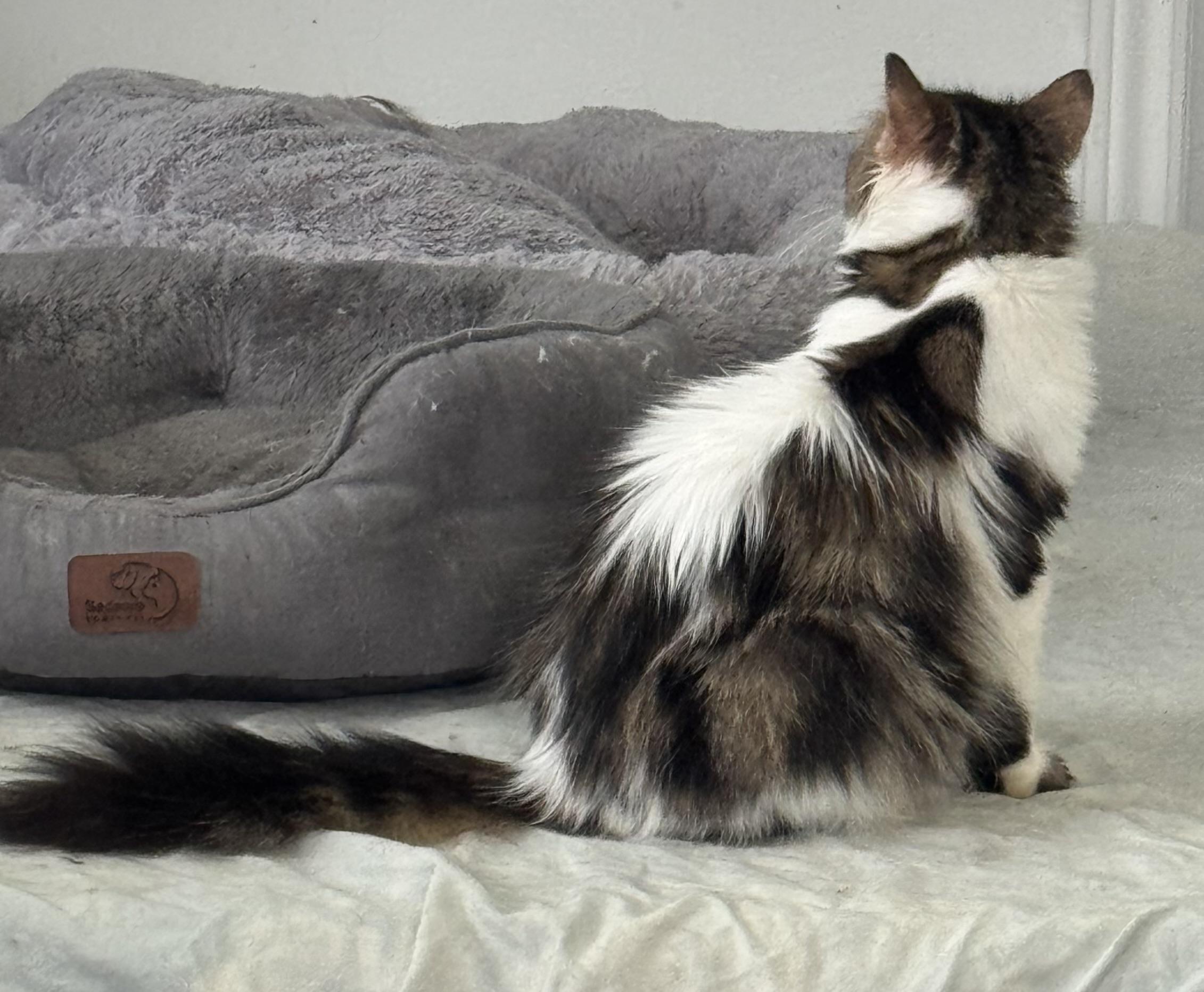 Enlarge Soka- Richard Dietz, an adopted mixed breed in Brampton, ON image 2/6