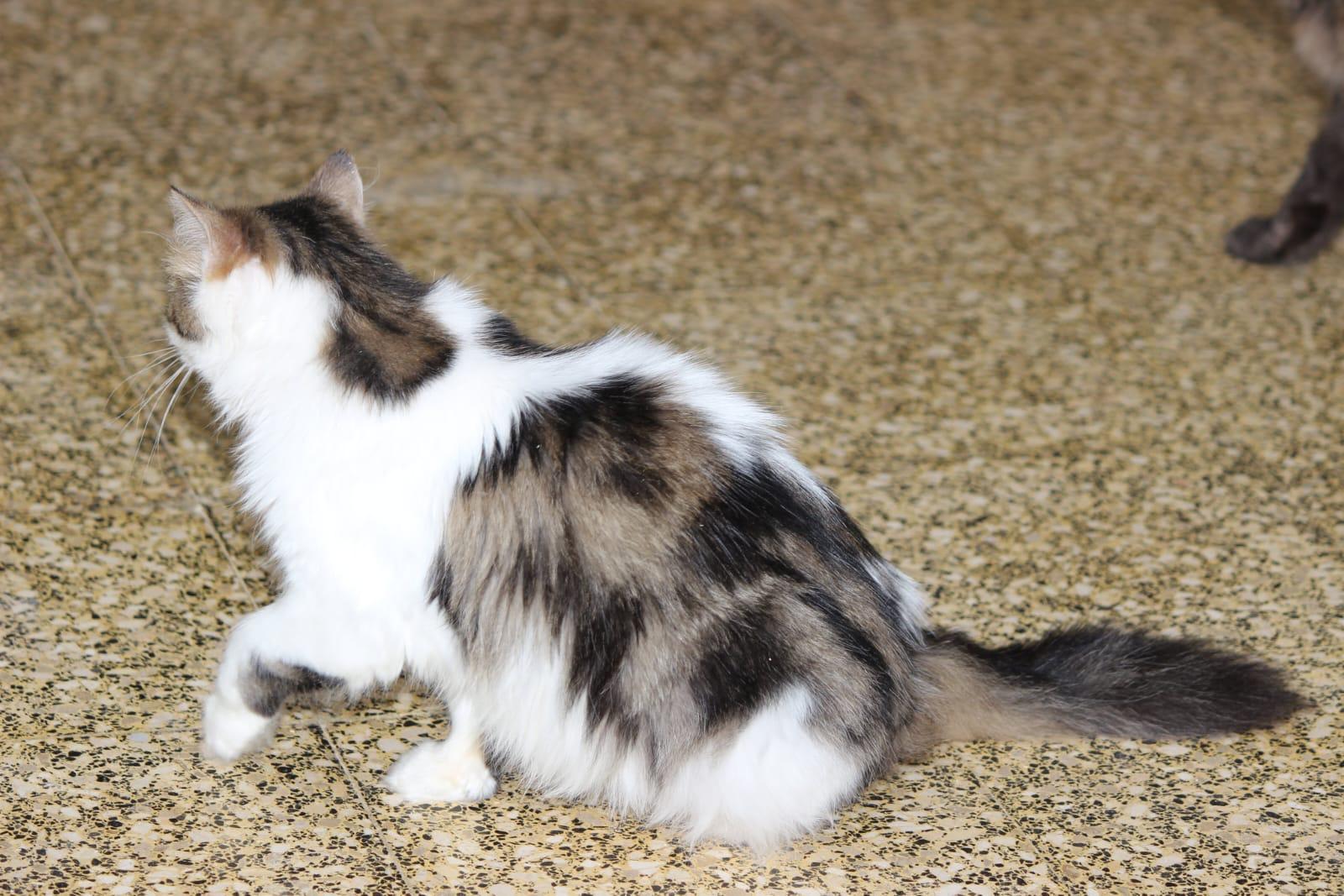 Enlarge Soka- Richard Dietz, an adopted mixed breed in Brampton, ON image 5/6