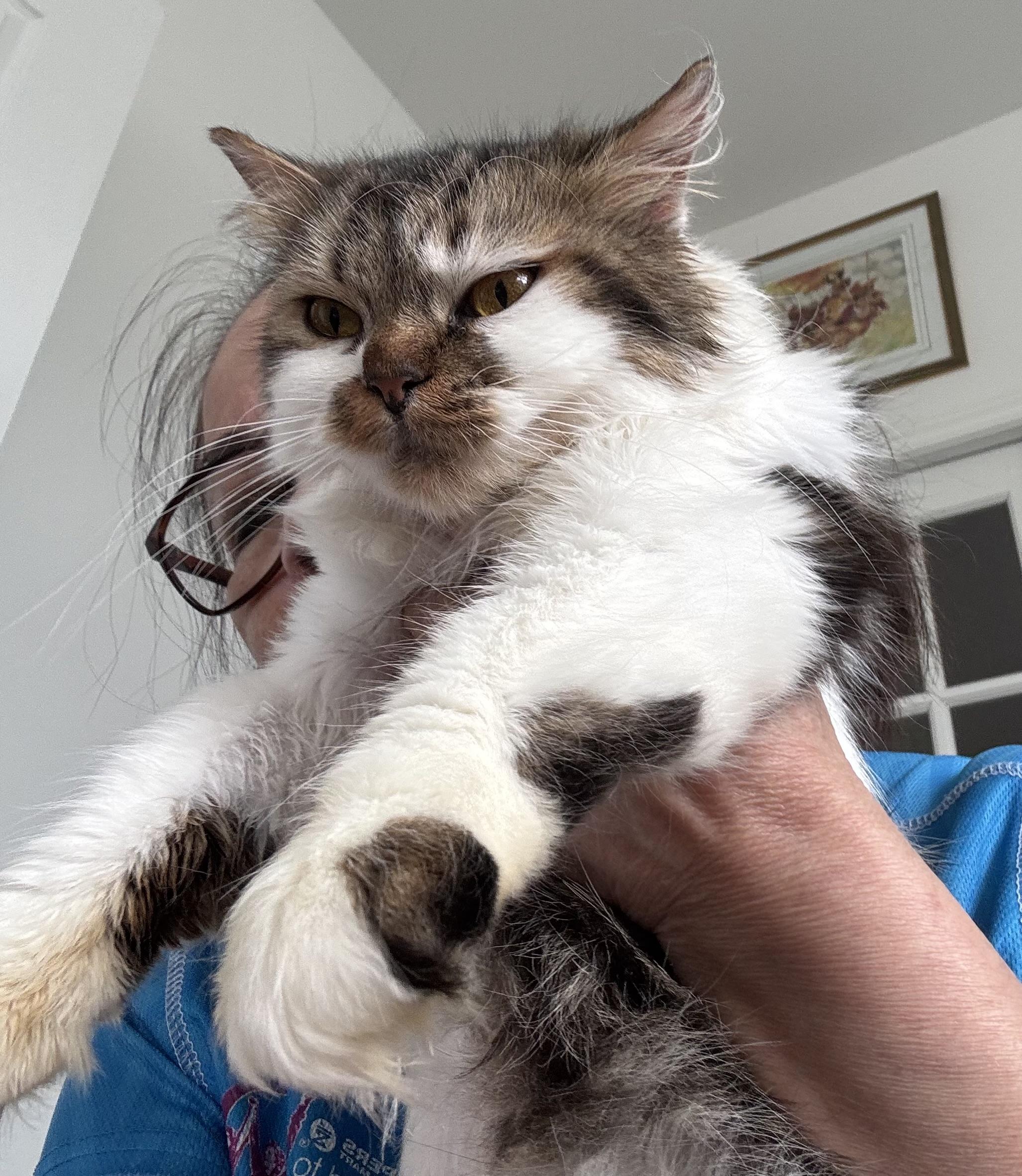 Soka- Richard Dietz, adopted, Young Female Persian & Calico.