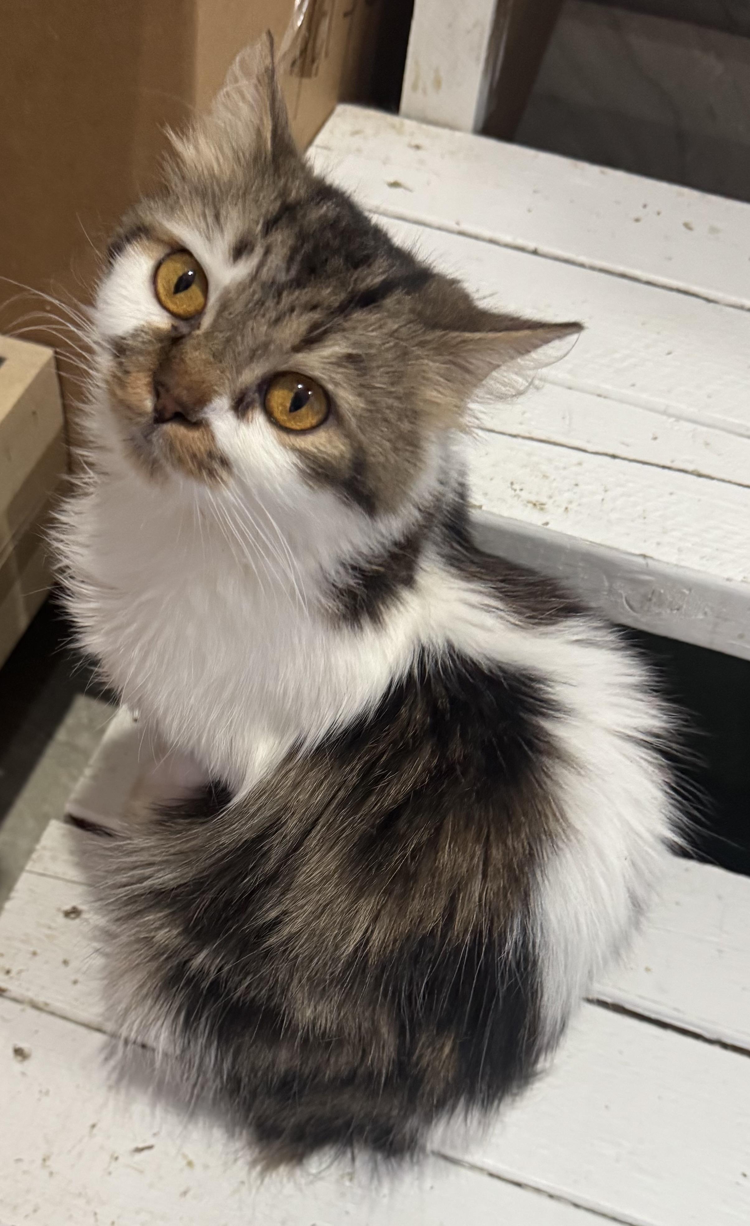 Enlarge Soka- Richard Dietz, an adopted mixed breed in Brampton, ON image 4/6