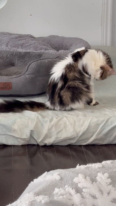 Enlarge Soka- Richard Dietz, an adopted mixed breed in Brampton, ON video 6/6