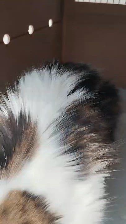 Enlarge Soka- Richard Dietz, an adopted mixed breed in Brampton, ON video 3/6