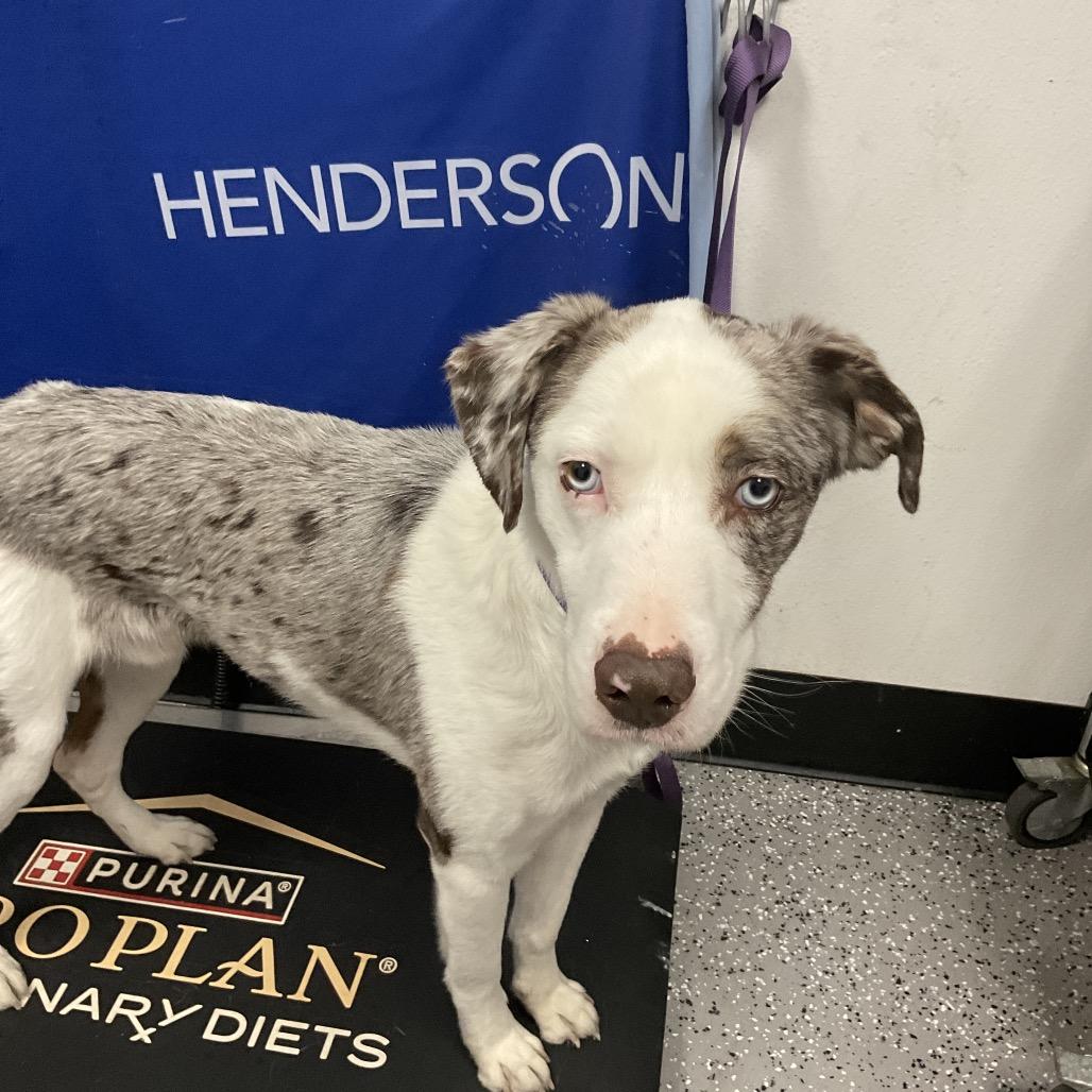 Alexi, a Adoptable Australian Shepherd in Henderson, NV image 1/2