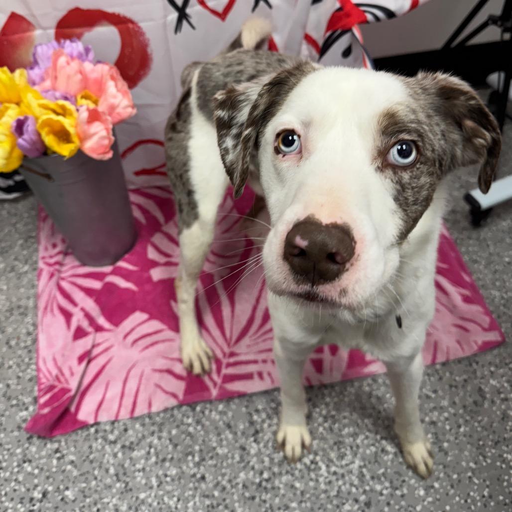 Alexi, a Adoptable Australian Shepherd in Henderson, NV image 2/2