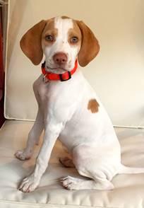 Chili, ADOPTABLE, Young Female Pointer.
