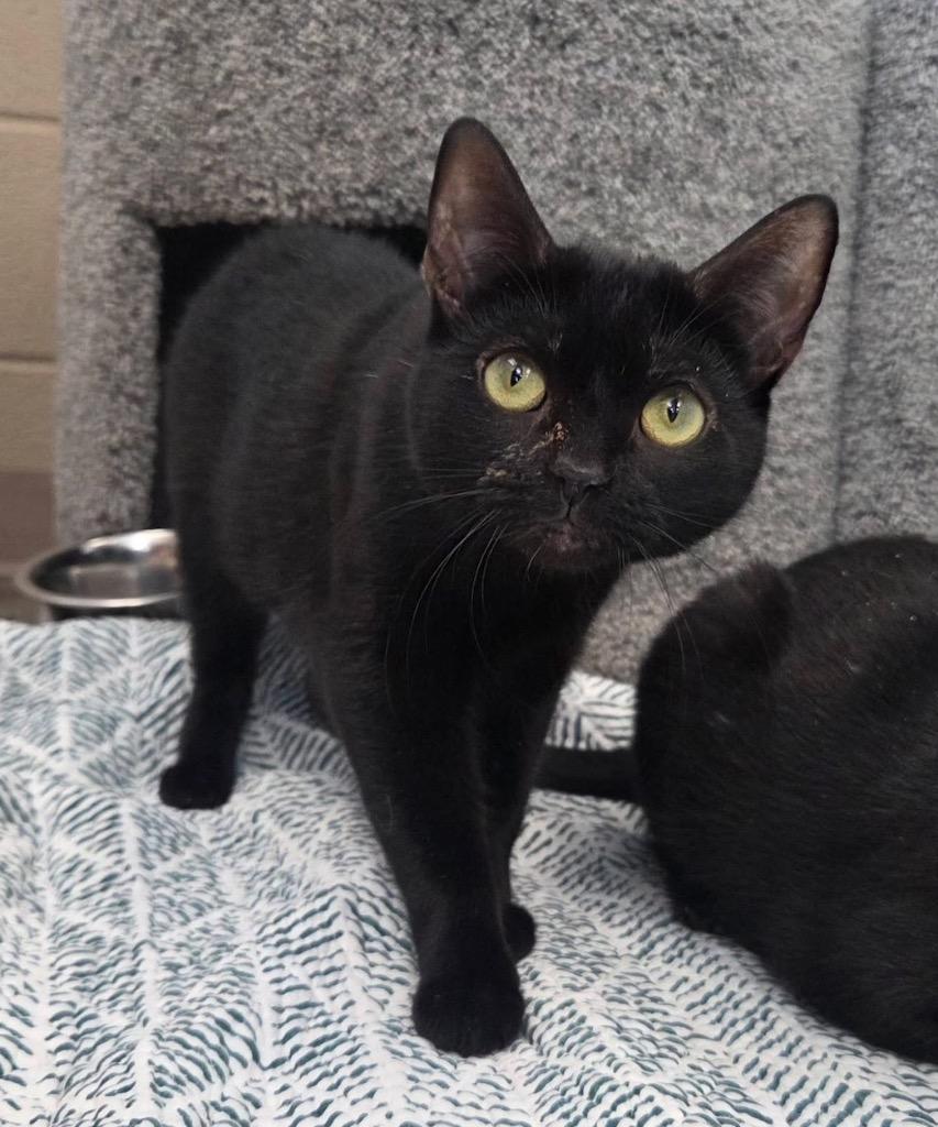 Charm, Adoptable, Kitten Female Domestic Short Hair.