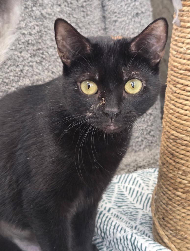 Enlarge Charm, a Adoptable mixed breed in Liverpool, NY image 2/4