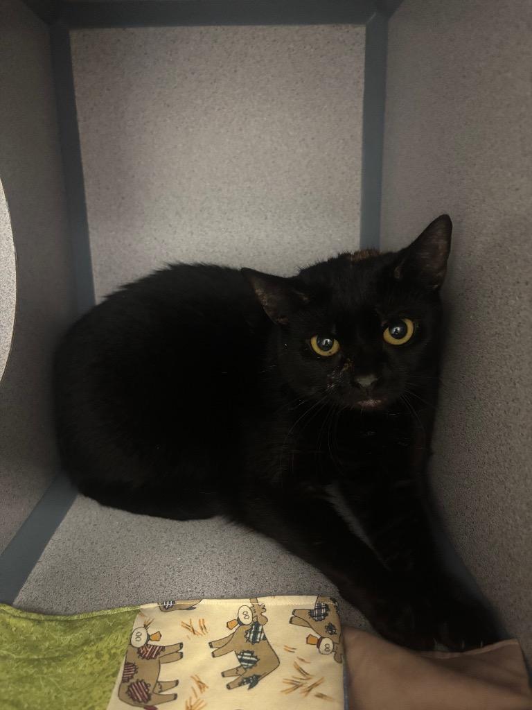 Enlarge Charm, a Adoptable mixed breed in Liverpool, NY image 3/4