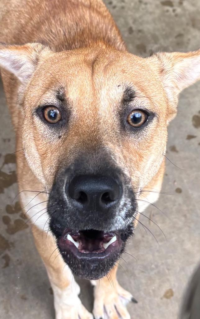 Enlarge ECLAIR, a Adoptable mixed breed in Elizabethton, TN image 1/3