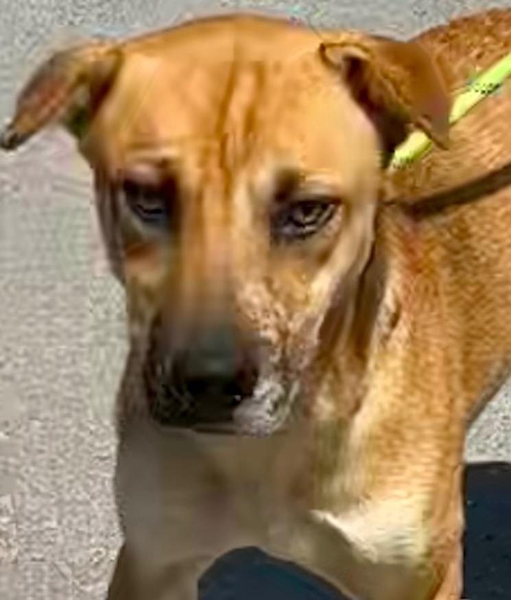 Enlarge ECLAIR, a Adoptable mixed breed in Elizabethton, TN image 2/3