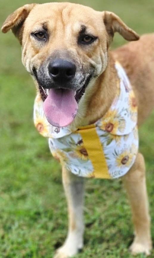 Enlarge ECLAIR, a Adoptable mixed breed in Elizabethton, TN image 3/3