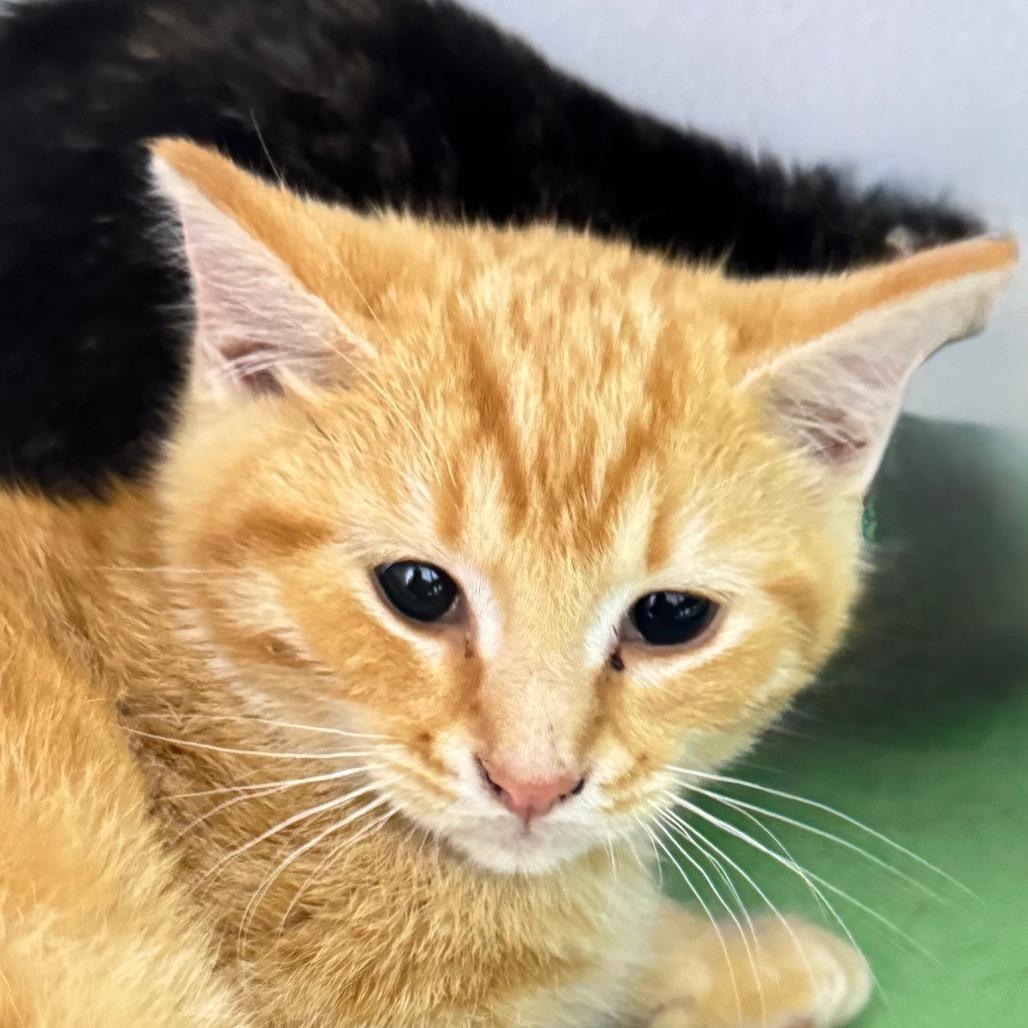 Enlarge Ginger, a Adoptable Domestic Short Hair in Franklin, NC image 1/2