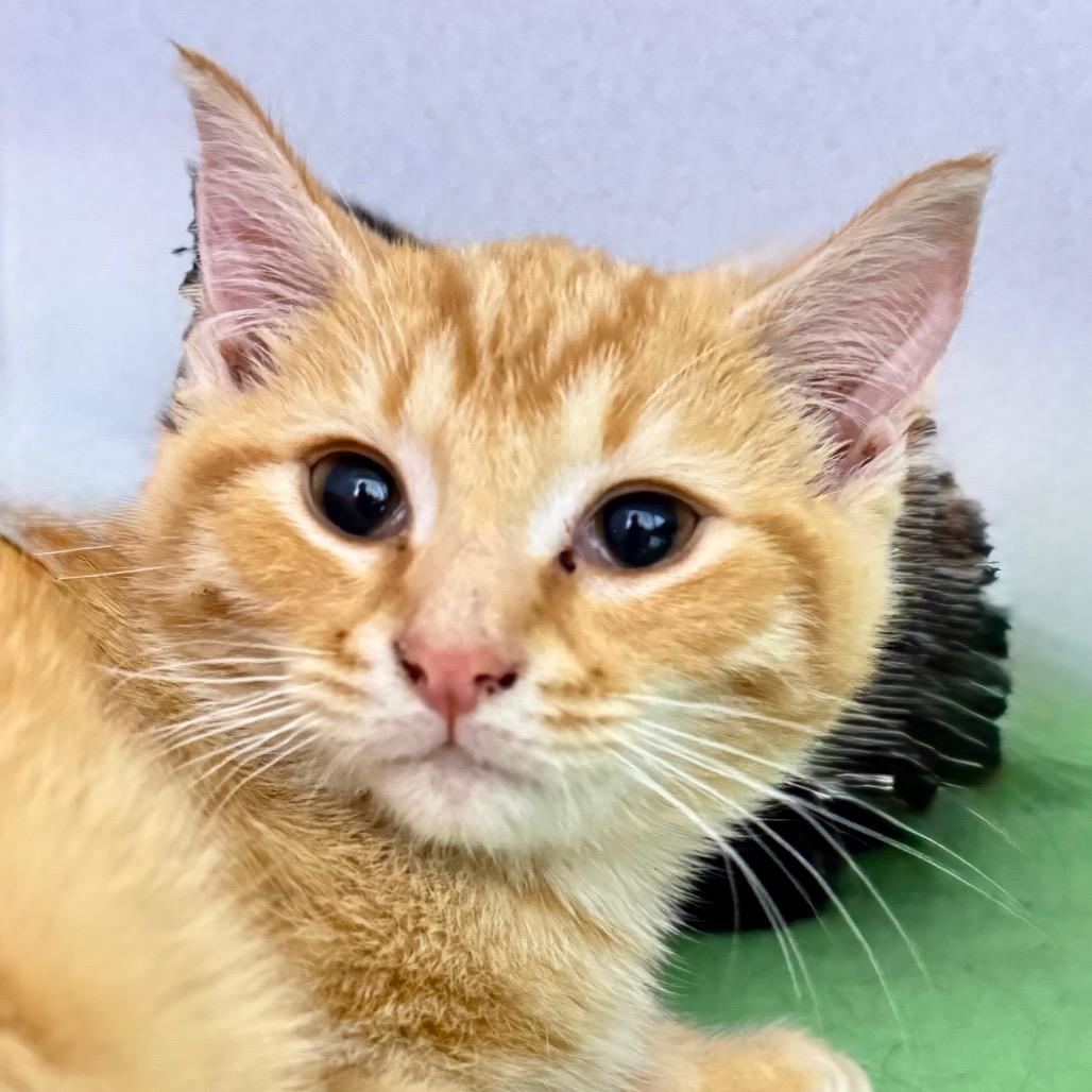 Enlarge Ginger, a Adoptable Domestic Short Hair in Franklin, NC image 2/2