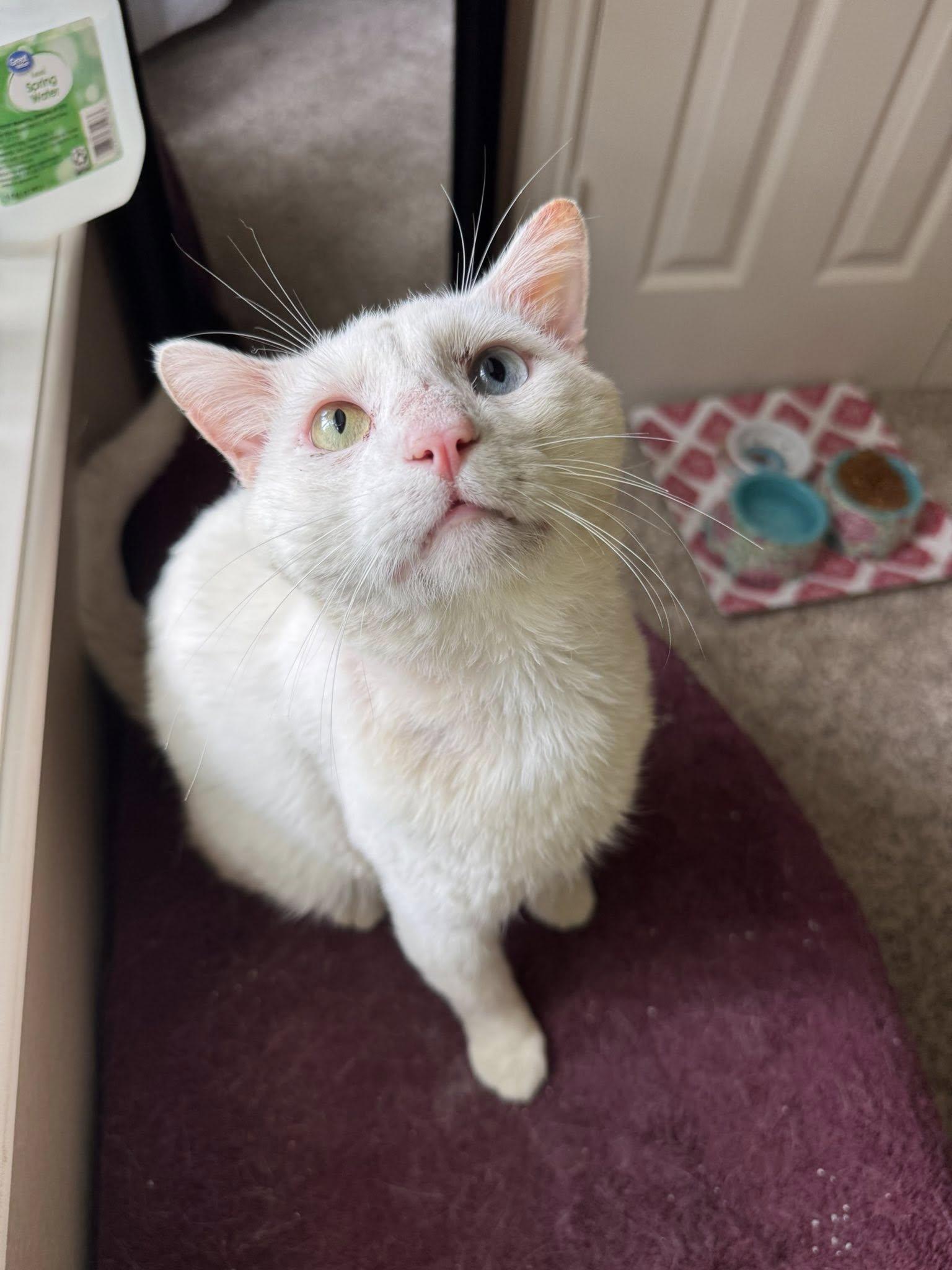 RIGGS, Young Male Domestic Short Hair