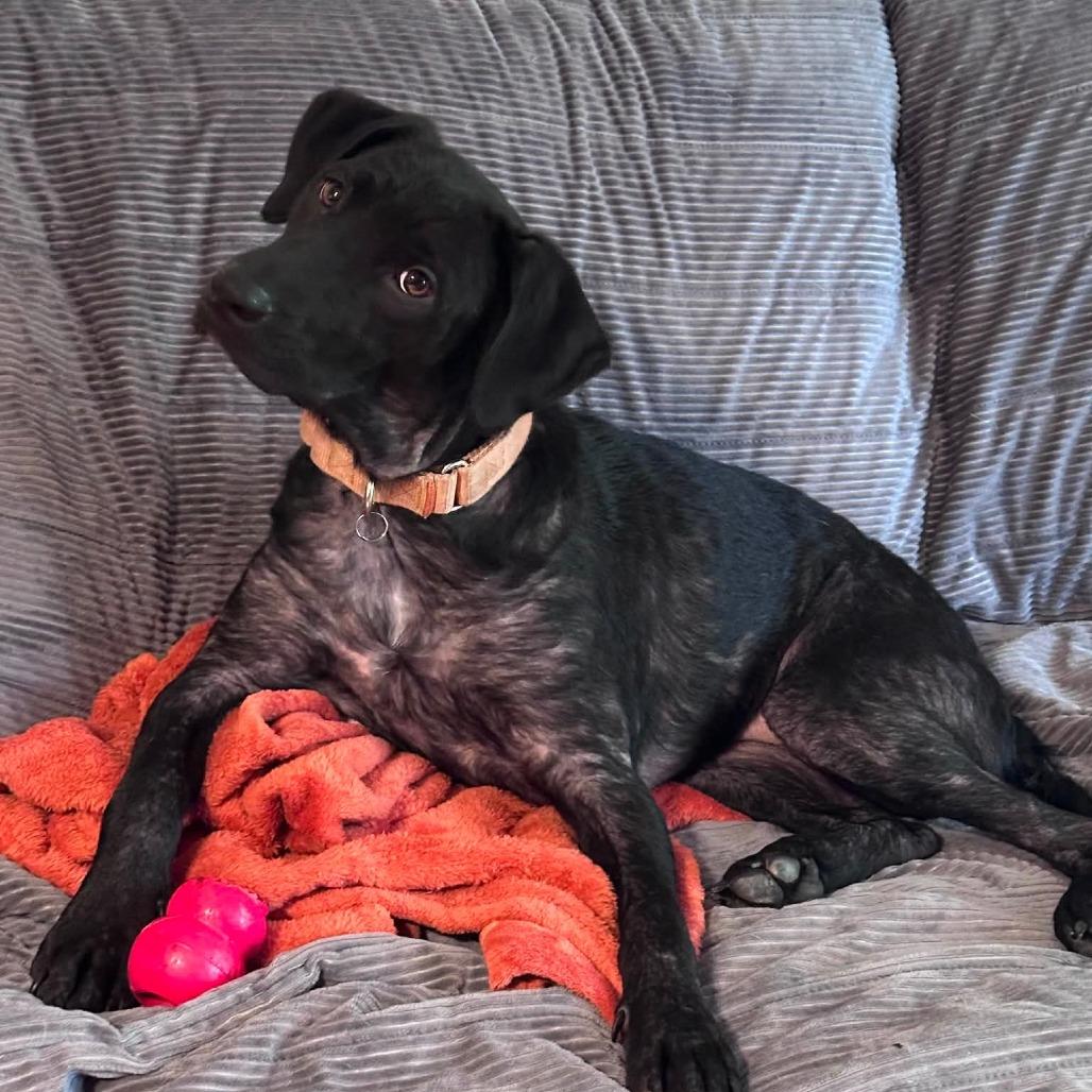 Dixie, Adoptable, Young Female Black Labrador Retriever & German Shepherd Dog.