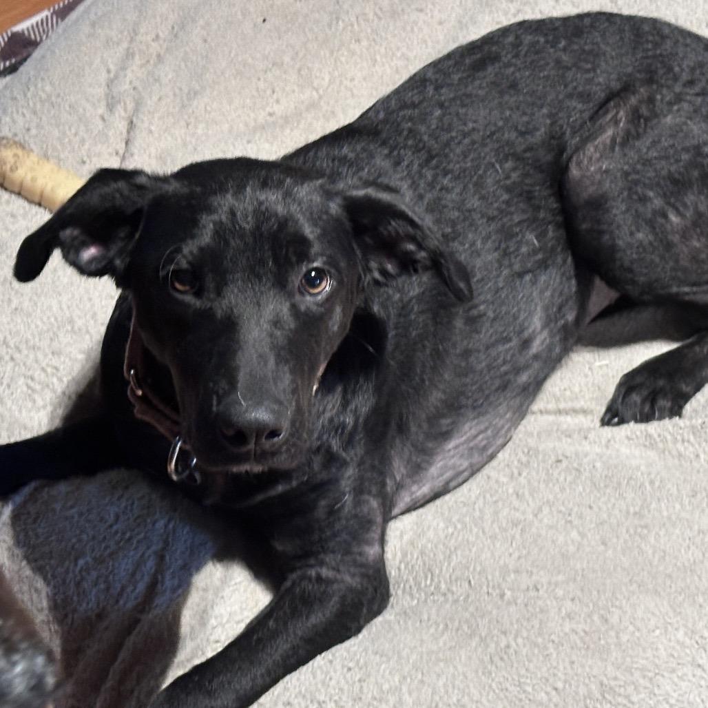 Enlarge Dixie, a Adoptable mixed breed in Pineville, MO image 2/6