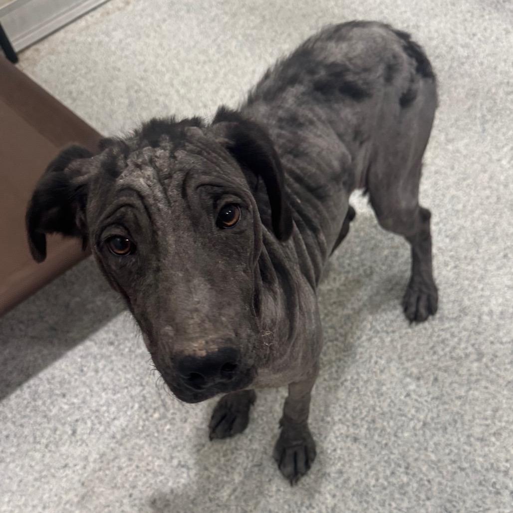 Enlarge Dixie, a Adoptable mixed breed in Pineville, MO image 3/5