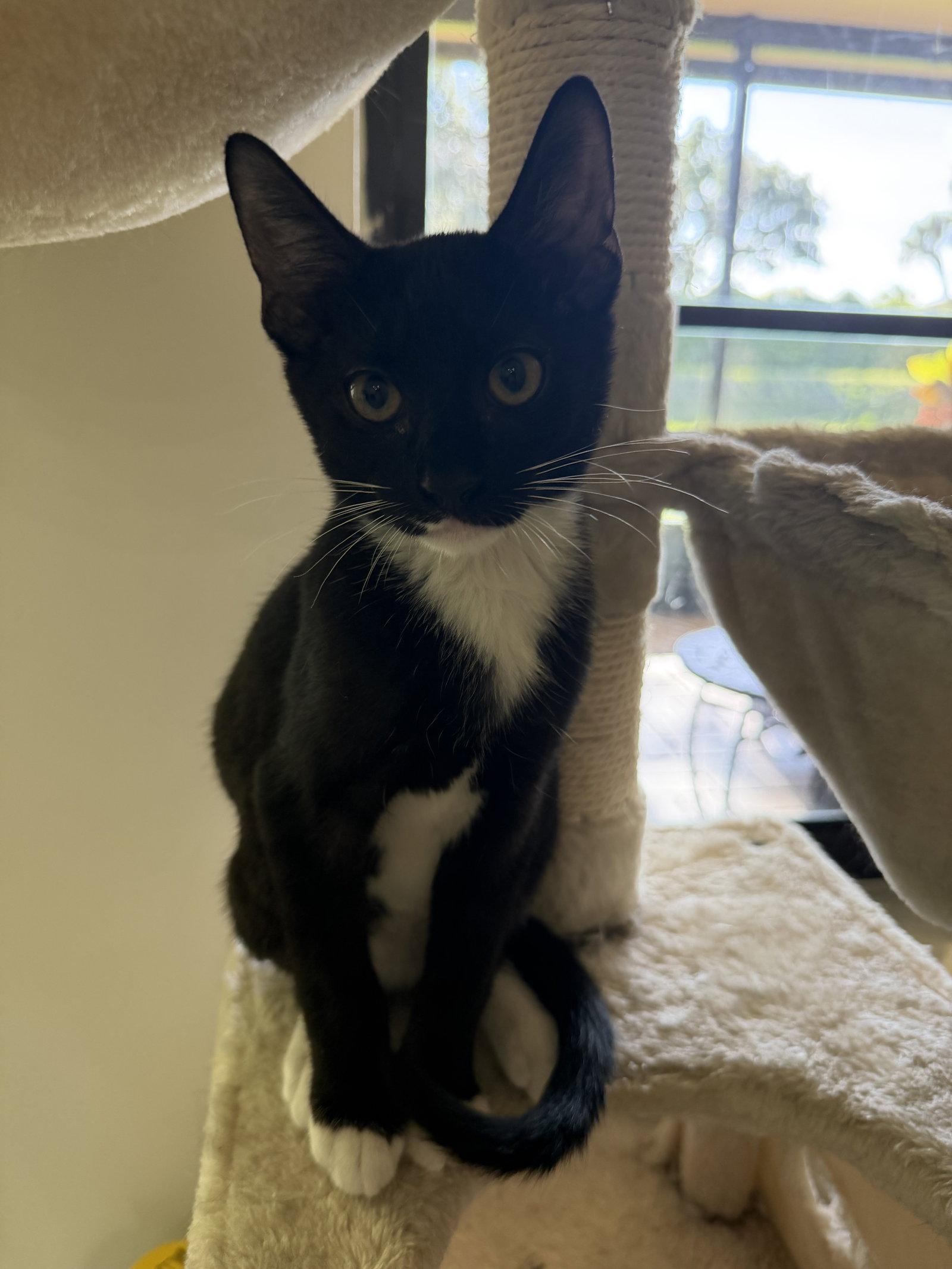 Bowie, Adoptable, Young Male Domestic Short Hair.