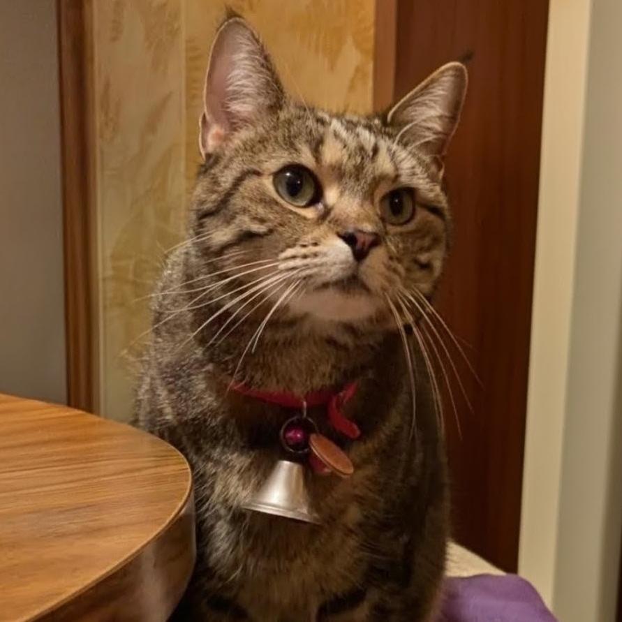 Enlarge Betty, an adopted Domestic Short Hair in Indiana, PA image 1/1