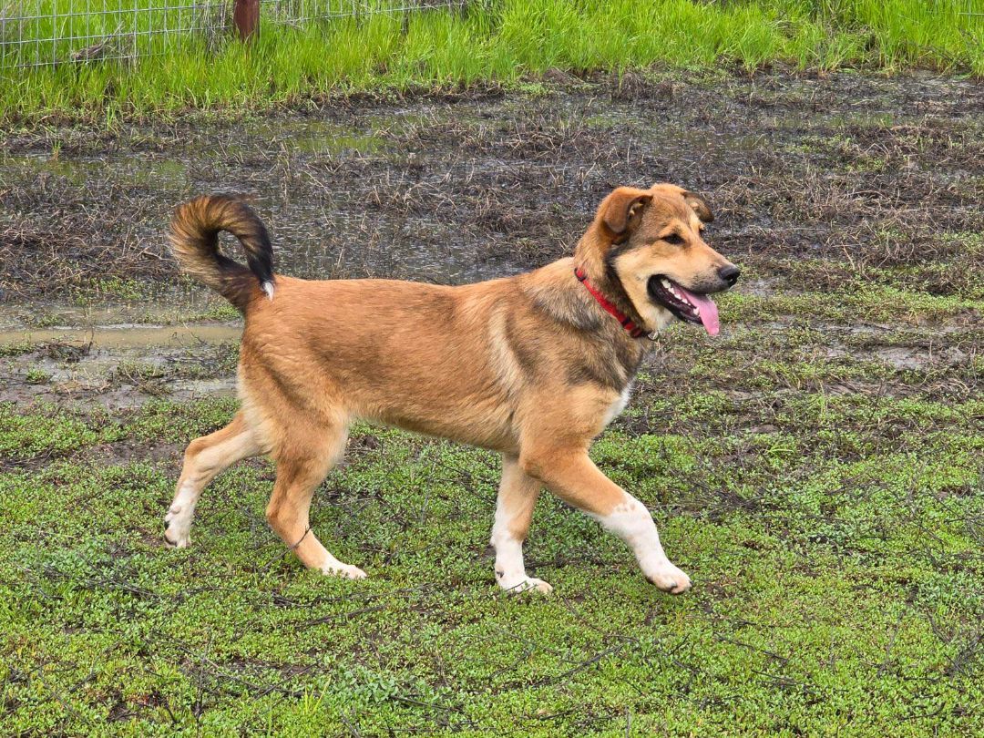 Bandit