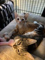 Tig, Adopted, Young Male American Shorthair.