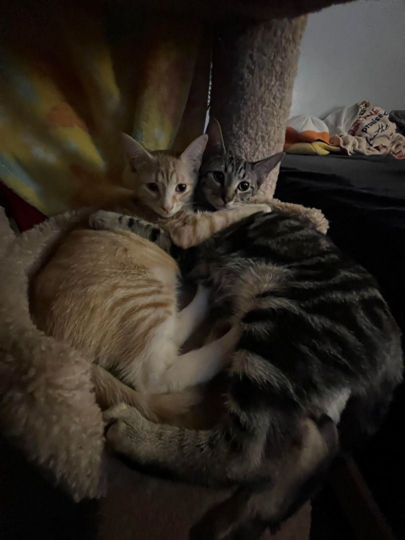 Tig, a Adopted American Shorthair in Dauphin island, AL image 2/10