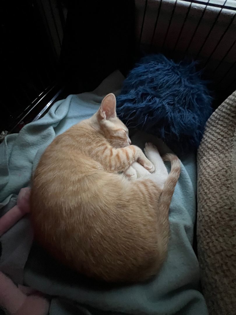 Tig, a Adopted American Shorthair in Dauphin island, AL image 3/10