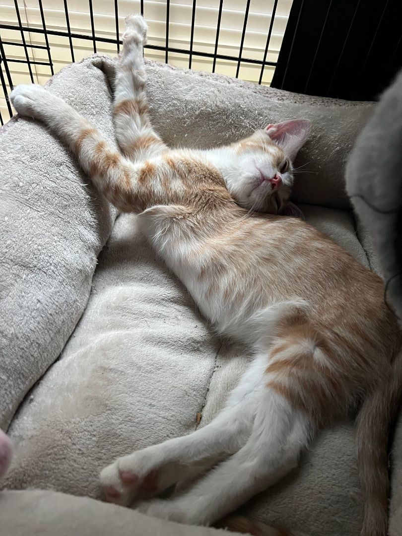 Tig, a Adopted American Shorthair in Dauphin island, AL image 4/10