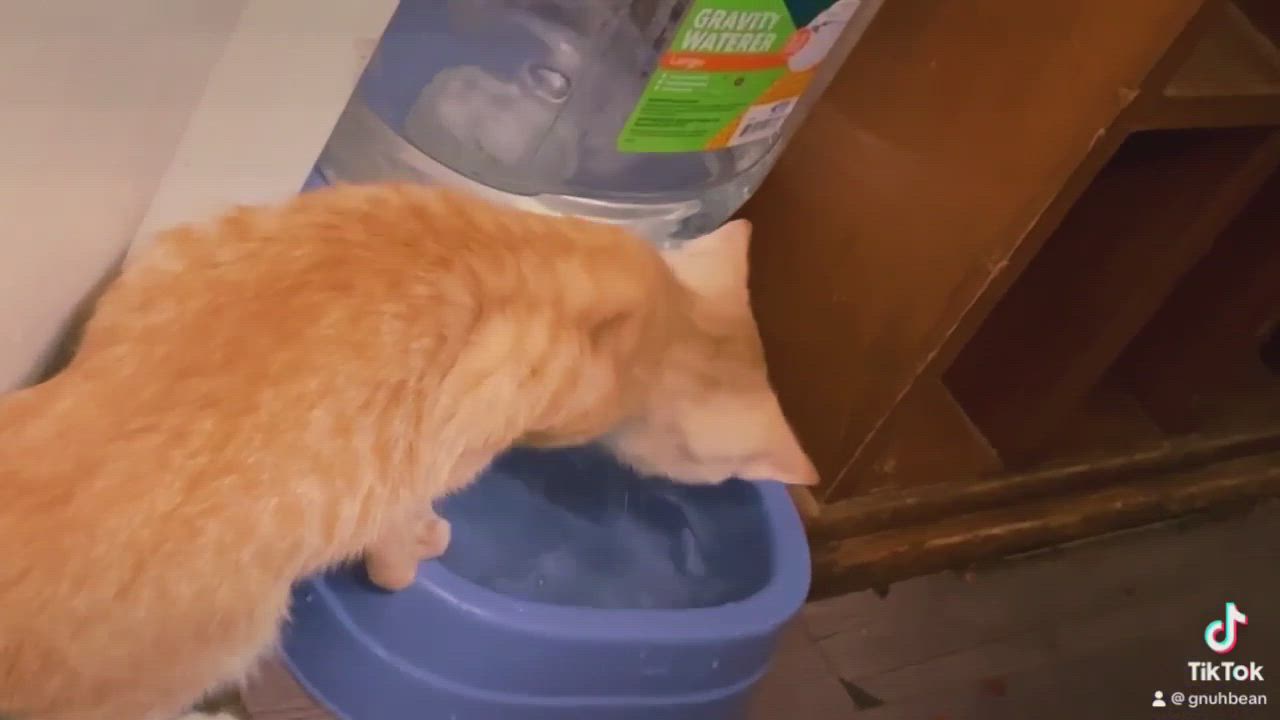 Enlarge Tig, a Adopted American Shorthair in Dauphin island, AL video 9/10