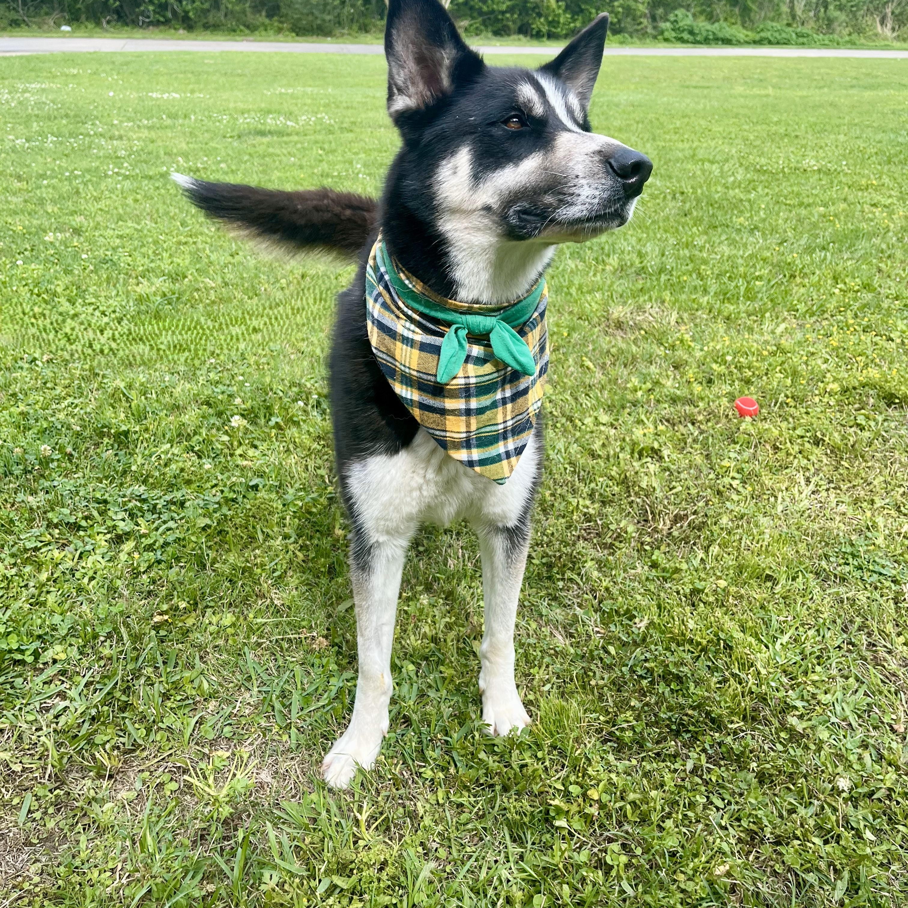 Papaya — thumbnail 3