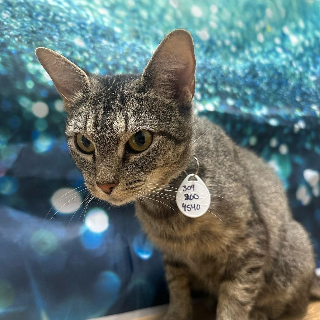 Enlarge Connie, a Adoptable Domestic Short Hair in Normal, IL image 1/1