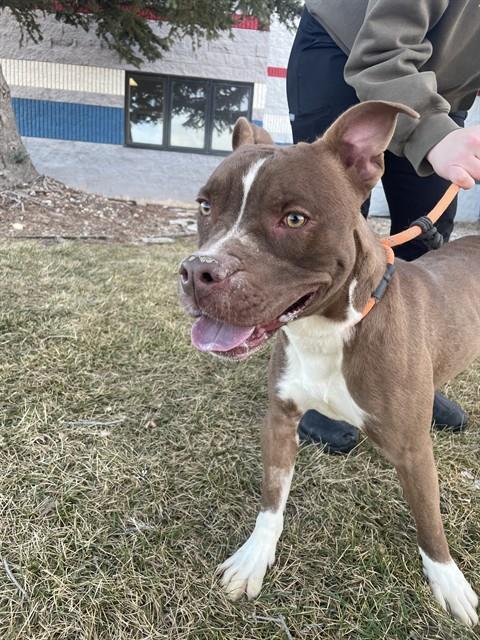 CODY, Adoptable, Young Male Pit Bull Terrier & Mixed Breed.