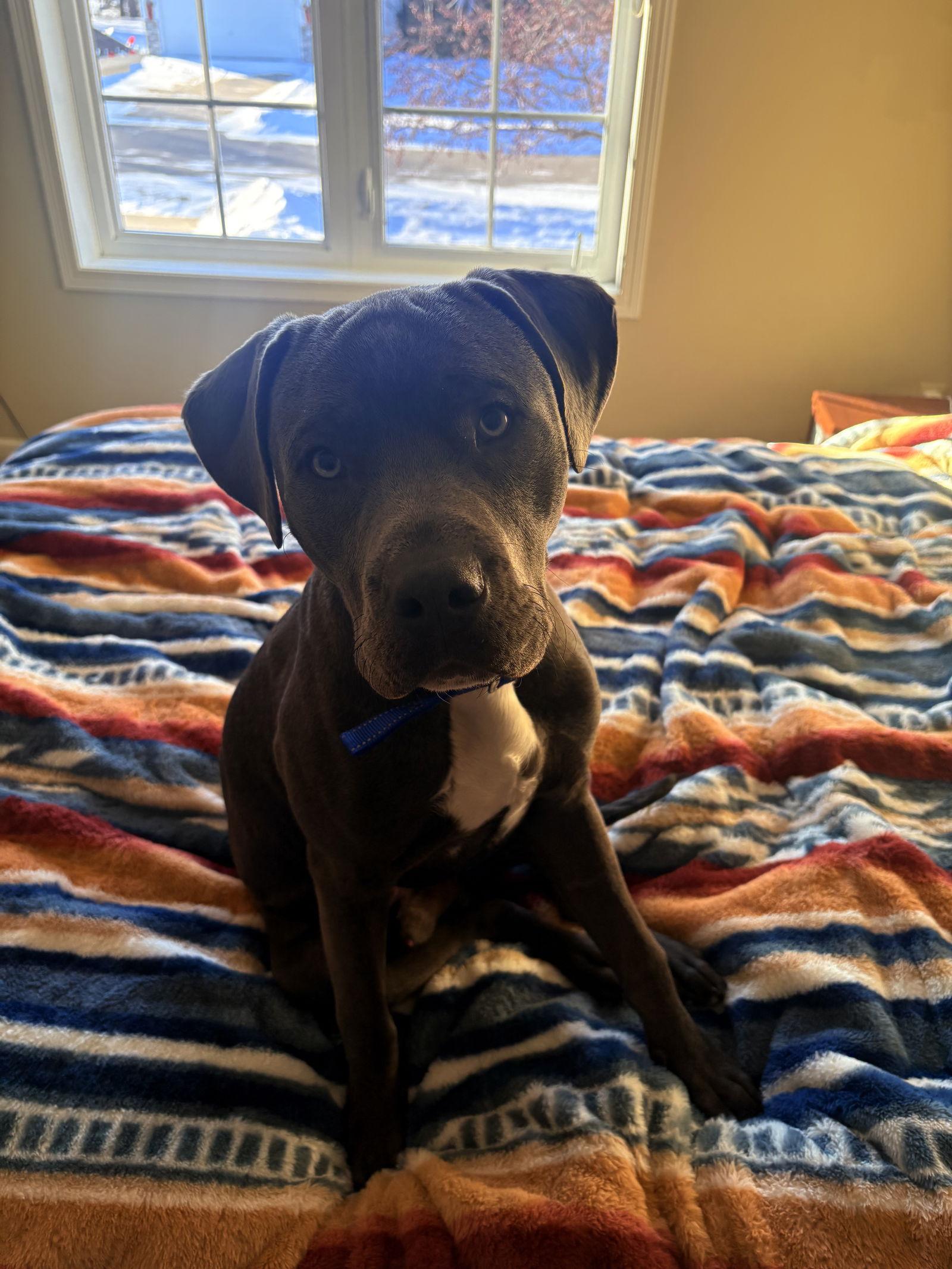 Benson, Adoptable, Young Male Pit Bull Terrier.