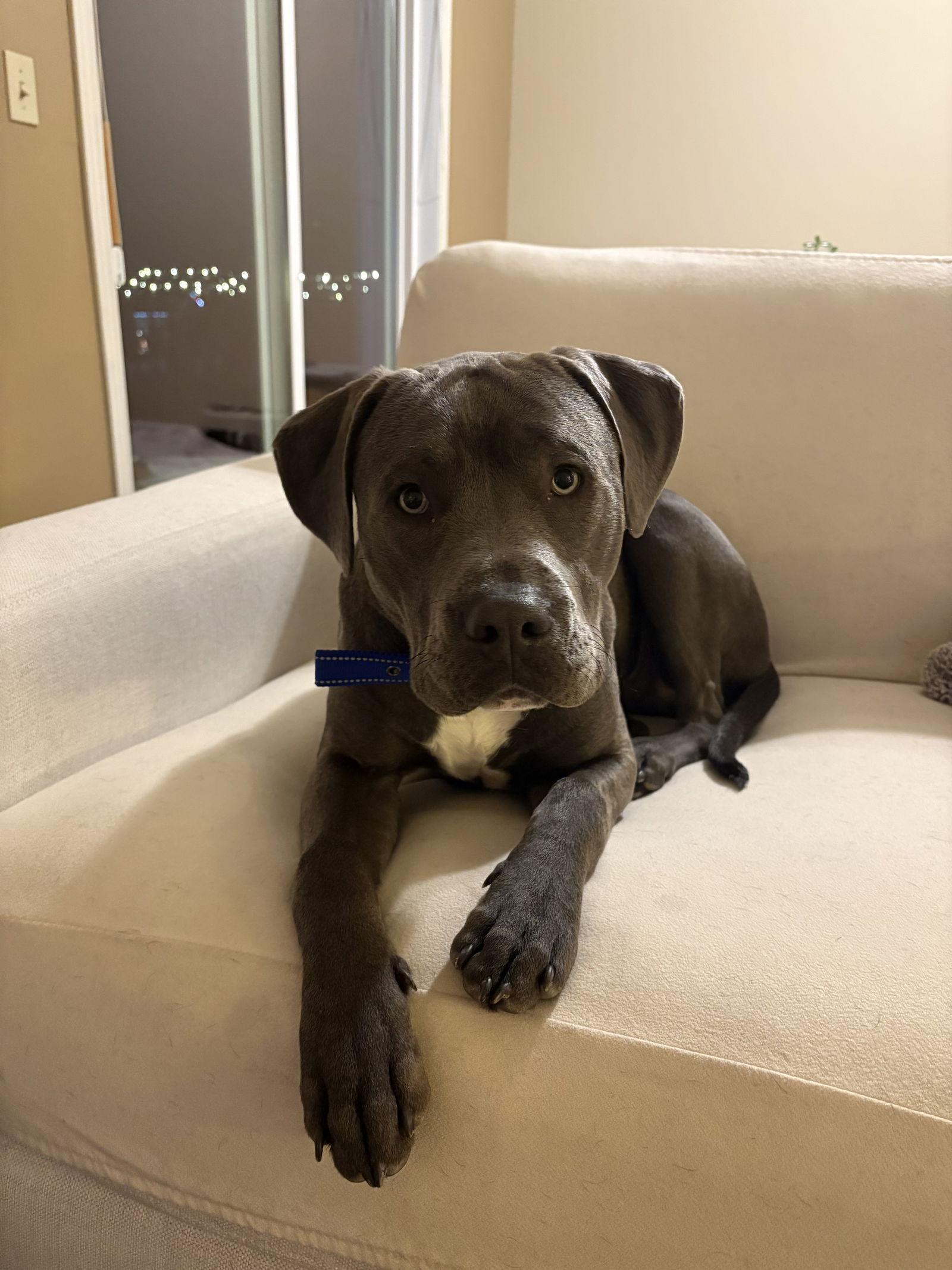 Enlarge Benson, a Adoptable Pit Bull Terrier in Saint Paul, MN image 2/3