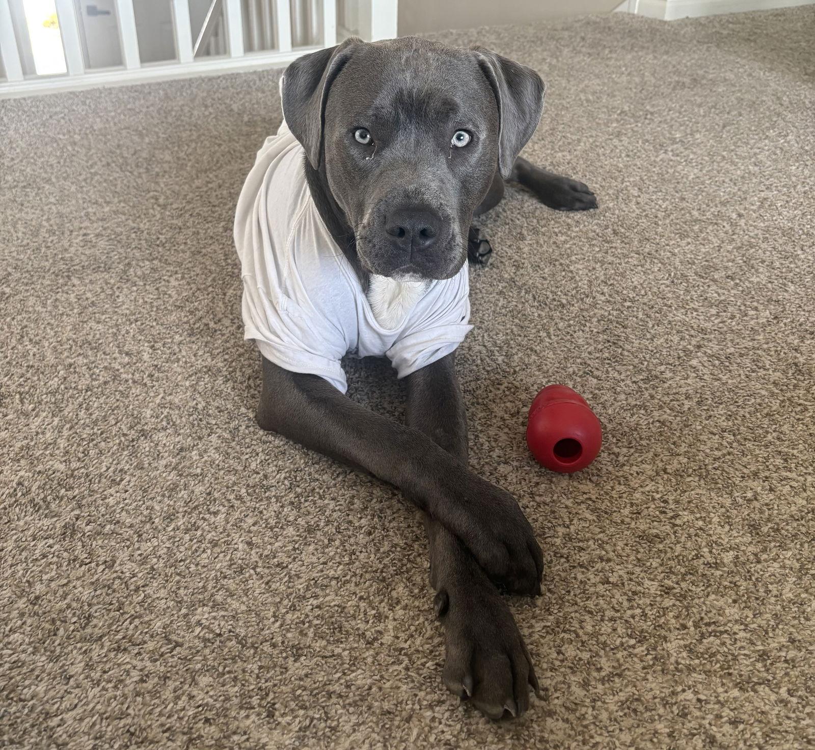 Enlarge Benson, a Adoptable Pit Bull Terrier in Saint Paul, MN image 3/3