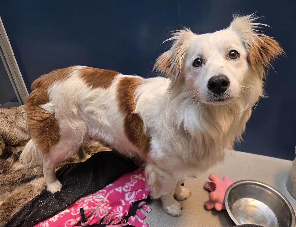 Enlarge Amelia, an adopted Mixed Breed in Bellingham, WA image 3/3