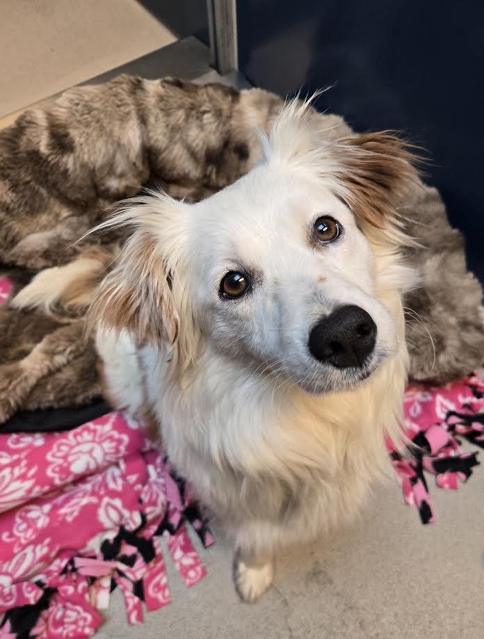 Enlarge Amelia, an adopted Mixed Breed in Bellingham, WA image 2/3