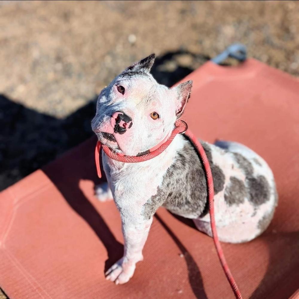 Birdie, a Adoptable mixed breed in Phoenix, AZ image 1/6