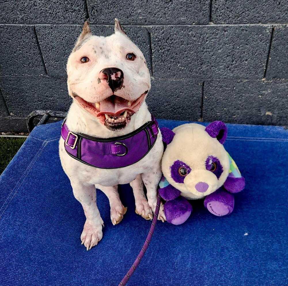 Birdie, Adoptable, Adult Female Staffordshire Bull Terrier & American Staffordshire Terrier.