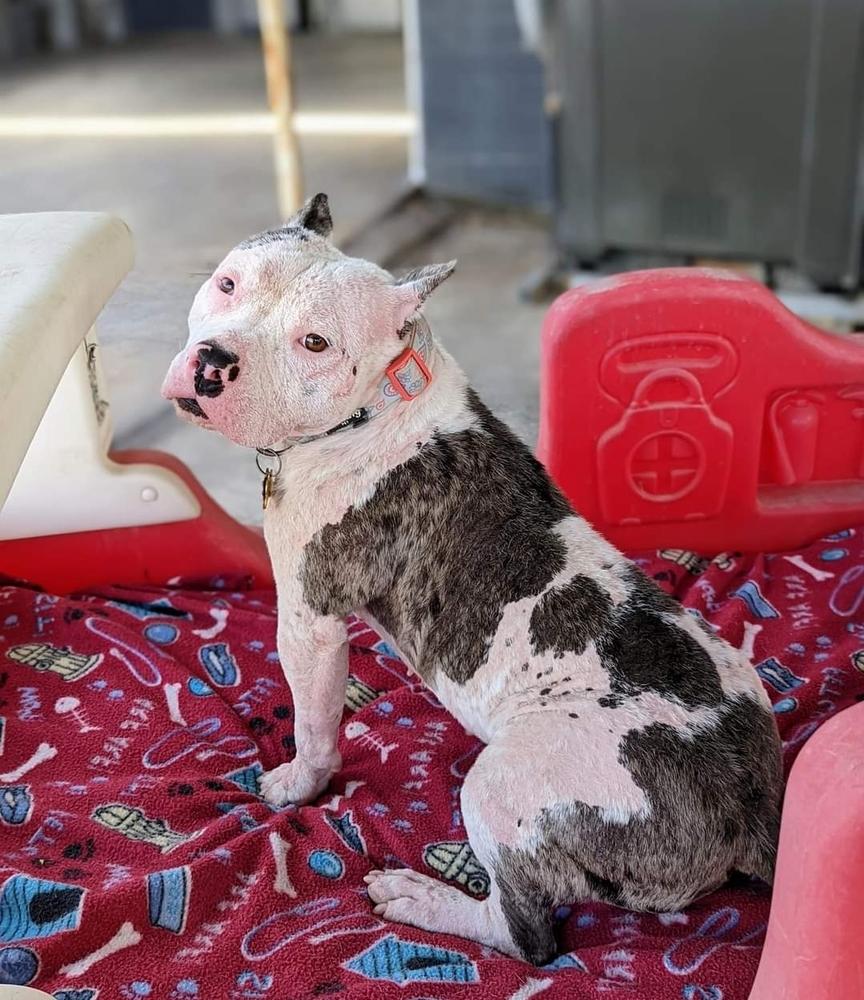 Birdie, a Adoptable mixed breed in Phoenix, AZ image 4/6